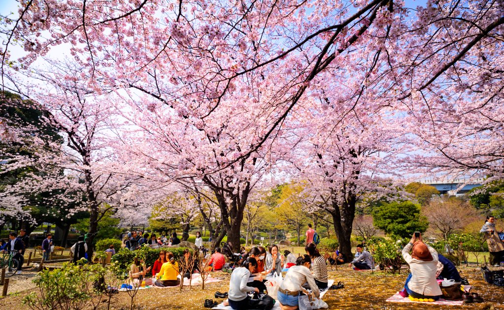 Jireh Travel Todo Lo Que Hay Que Saber Sobre Los Cerezos En Flor En JapÓn