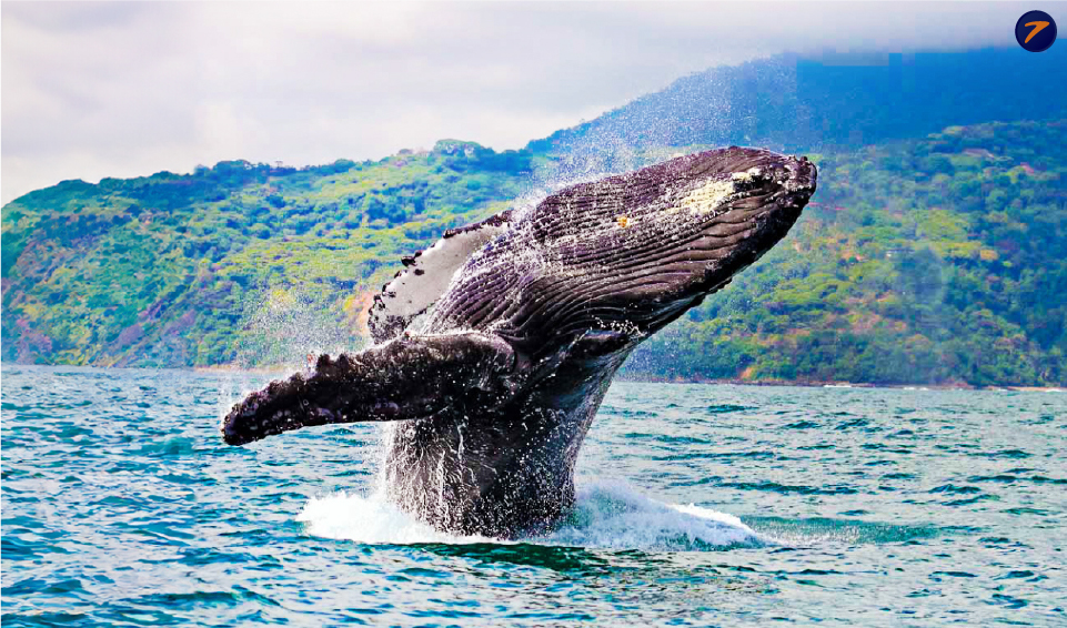 Bahía Solano Ballenas a la vista